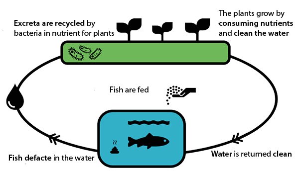 Aquaponics cycle